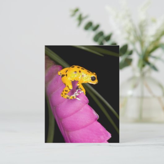 コスタリカ。毒矢のカエルのクローズアップ ポストカード (スタンド正面)