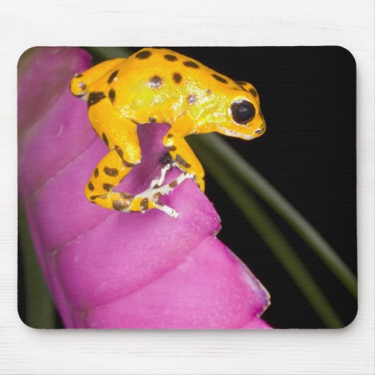 コスタリカ。毒矢のカエルのクローズアップ マウスパッド (正面)