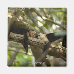 コスタリカ、2匹のサルが木の上で休み、横たわっていた マグネット