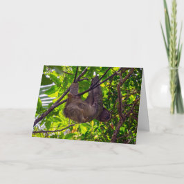 コスタリカ – Happy Lazy Sloth, Antonio Manuel NP カード