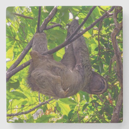 コスタリカ – Happy Lazy Sloth, Antonio Manuel NP ストーンコースター (正面)