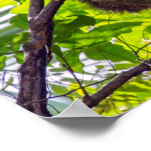 コスタリカ – Happy Lazy Sloth, Antonio Manuel NP ポスター (角)