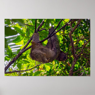 コスタリカ – Happy Lazy Sloth, Antonio Manuel NP ポスター