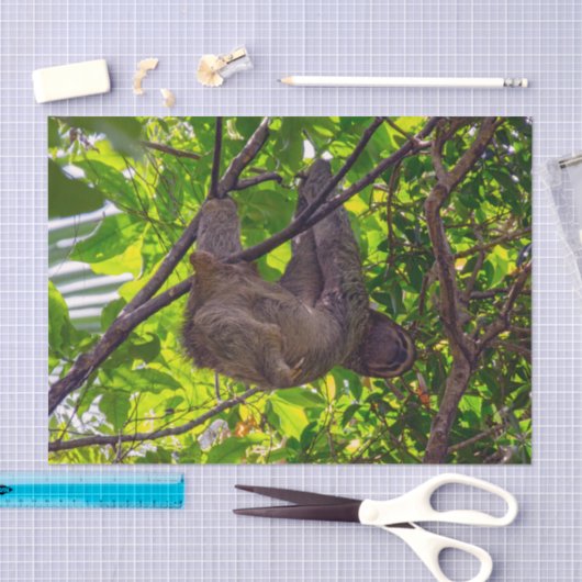 コスタリカ – Happy Lazy Sloth, Antonio Manuel NP 薄葉紙 (クラフト)