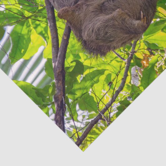 コスタリカ – Happy Lazy Sloth, Antonio Manuel NP 薄葉紙 (詳細)