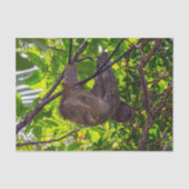 コスタリカ – Happy Lazy Sloth, Antonio Manuel NP 薄葉紙 (正面)