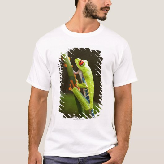 コスタリカ、Monteverdeの目が赤いアマガエル Tシャツ (正面)