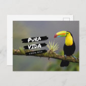 コスタリカPura Vida Toutcan写真はがき ポストカード (正面/裏面)