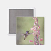 コスタ魅力的のハミングバード マグネット (正面/裏面)