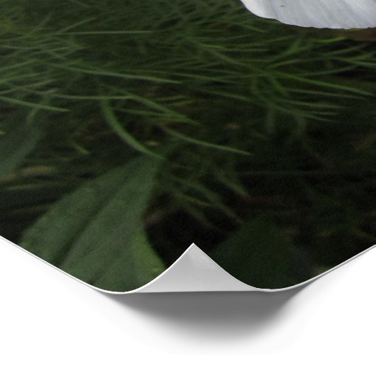 コスメア ポスター (角)