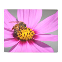 コスモスとビー