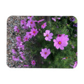 コスモスの花と小石 オン マグネット (横)