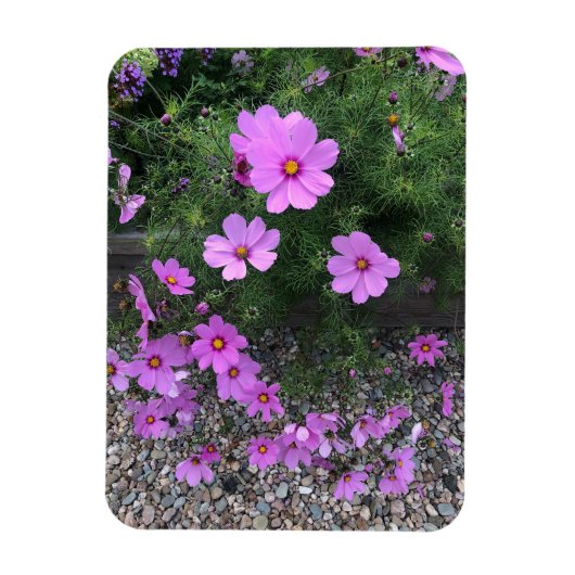 コスモスの花と小石 オン マグネット (縦)