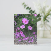 コスモスの花の上に小石 シーズンポストカード (スタンド正面)