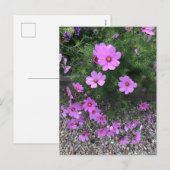 コスモスの花の上に小石 シーズンポストカード (正面/裏面)