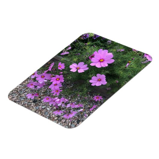 コスモスの花の上に小石 マグネット (左側)