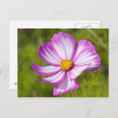 コスモスの花頭 ポストカード (正面/裏面)