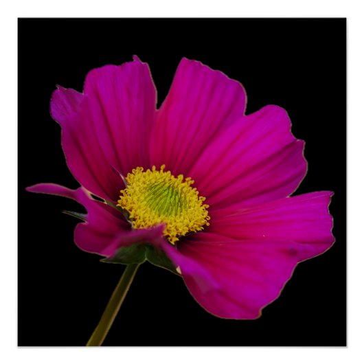 コスモスの花 ポスター (正面)
