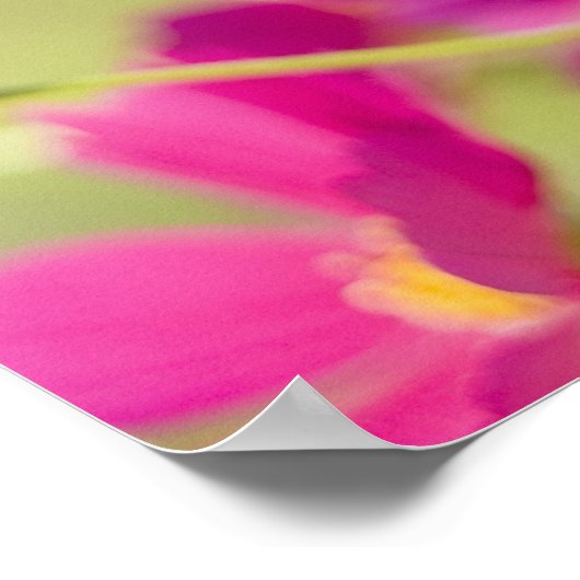 コスモスの花 ポスター (角)