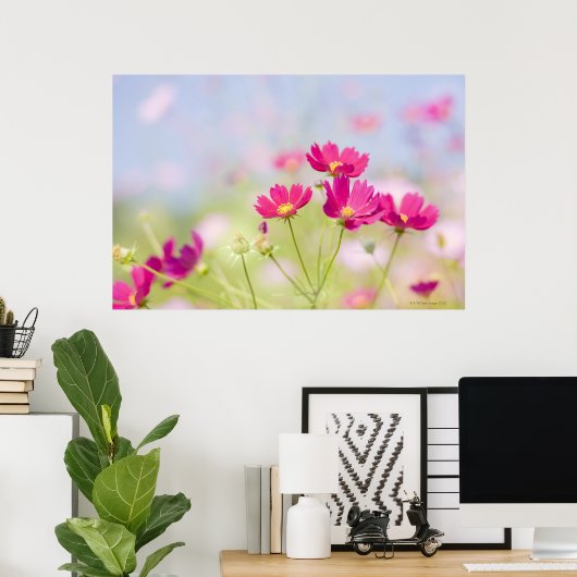 コスモスの花 ポスター (ホームオフィス)
