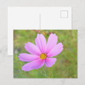 コスモスの花 ポストカード (正面/裏面)
