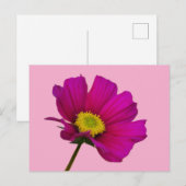 コスモスの花 ポストカード (正面/裏面)