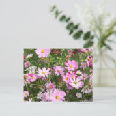 コスモスの花(台湾ビデンス)。カークウッド ポストカード (スタンド正面)