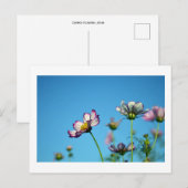 コスモスの花 : 日本のポストカード ポストカード (正面/裏面)