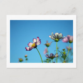 コスモスの花 : 日本のポストカード ポストカード
