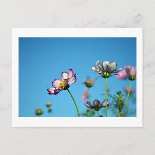 コスモスの花 : 日本のポストカード ポストカード (正面)