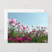 コスモスの花:日本 ポストカード (正面/裏面)