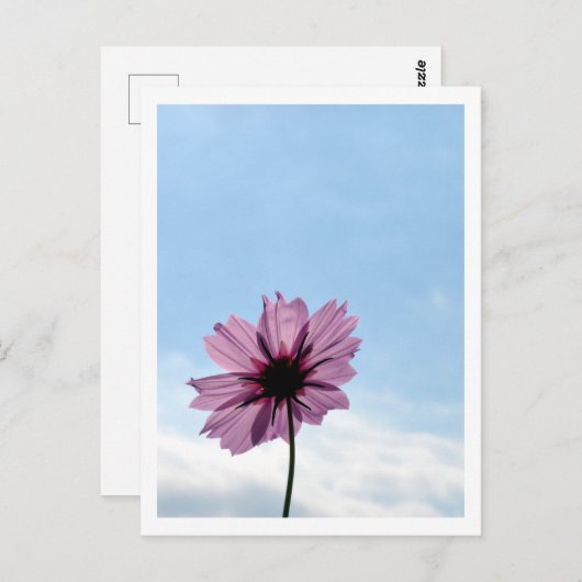 コスモスの花:日本 ポストカード (正面/裏面)