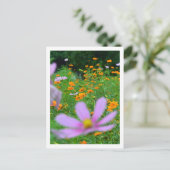 コスモスの花：日本 ポストカード (スタンド正面)