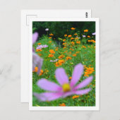 コスモスの花：日本 ポストカード (正面/裏面)