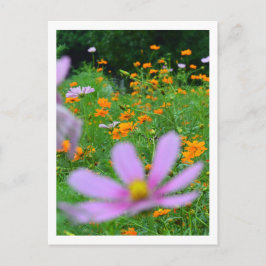 コスモスの花：日本 ポストカード