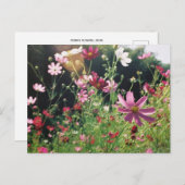 コスモスの花：日本 ポストカード (正面/裏面)