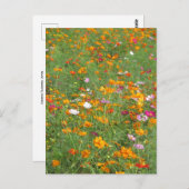 コスモスの花：日本 ポストカード (正面/裏面)