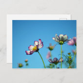 コスモスの花：日本 ポストカード (正面/裏面)