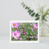 コスモスの花：日本 ポストカード (スタンド正面)