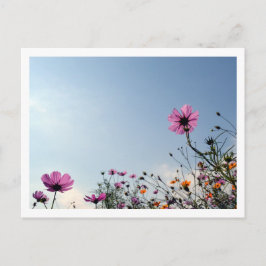 コスモスの花：日本 ポストカード