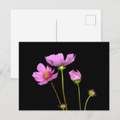 コスモスアットナイト ポストカード (正面/裏面)