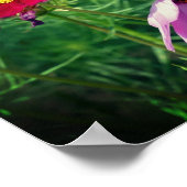 コスモスデイジーフラワートリオ ポスター (角)