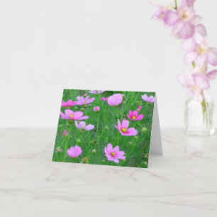 コスモスビピナトゥスの花 カード