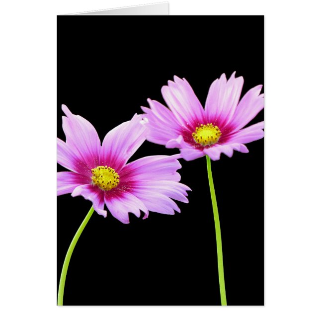 コスモス二 (正面)