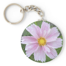 コスモス淡い色のス – ピンクス – -