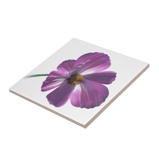 コスモス花 タイル (側面)