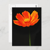 コスモス花 ポストカード (正面/裏面)