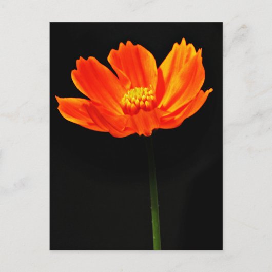 コスモス花 ポストカード (正面)