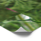 コスモス赤い花 ポスター (角)