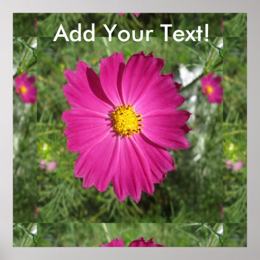 コスモス赤い花 ポスター (正面)